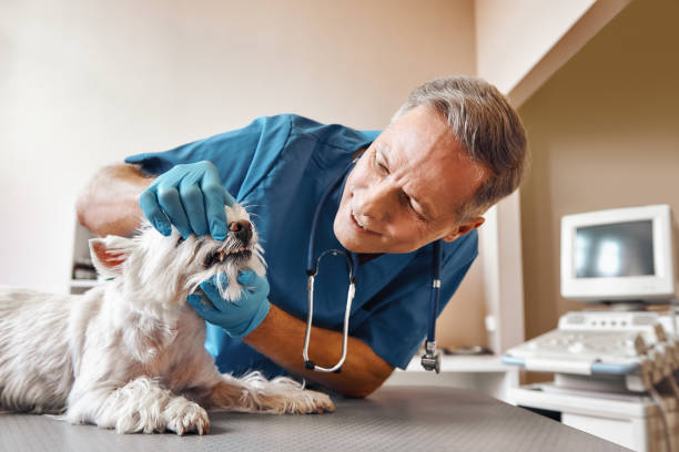 Best Same-Day Emergency Dentist in College Park, MD